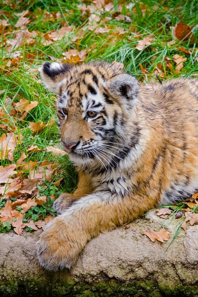 Обои тигр, морда, трава, листья, взгляд, хищник, тигренок, дикая кошка, tiger, face, grass, leaves, look, predator, wild cat разрешение 4042x2677 Загрузить