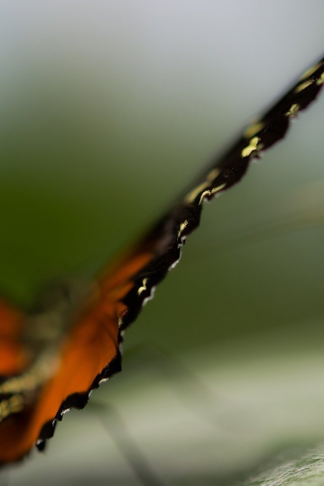 Обои природа, макро, бабочка, крылья, насекомые, размытость, nature, macro, butterfly, wings, insects, blur разрешение 2560x1440 Загрузить