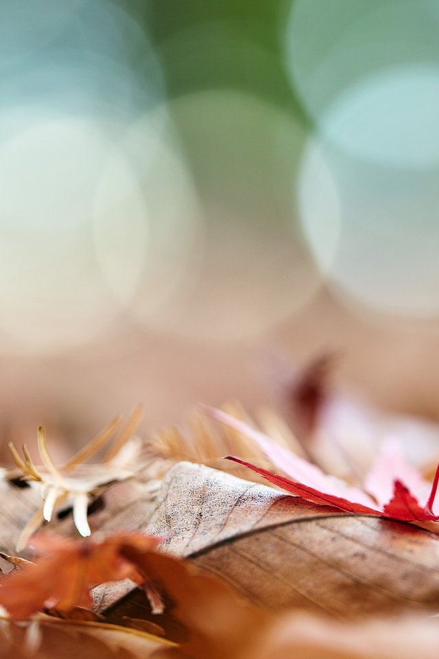 Обои природа, листья, макро, осень, боке, осенние листья, mirai.takahashi, nature, leaves, macro, autumn, bokeh, autumn leaves разрешение 3840x2400 Загрузить