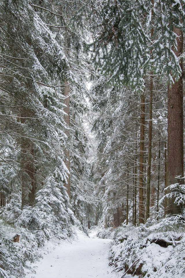 Обои деревья, guido de kleijn, река, снег, природа, лес, зима, стволы, тропинка, trees, river, snow, nature, forest, winter, trunks, path разрешение 3840x2400 Загрузить