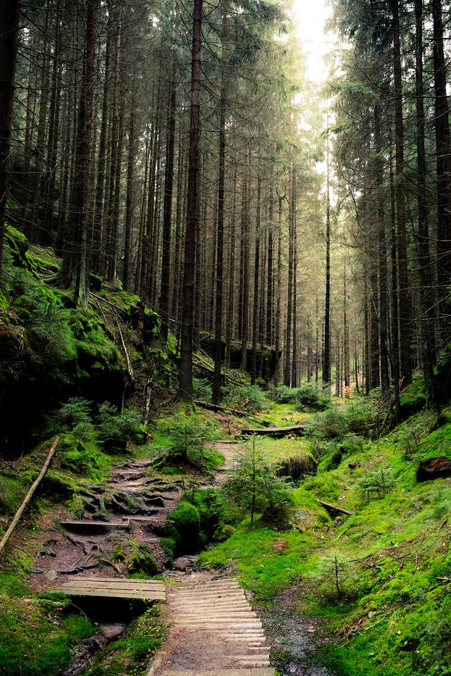 Обои деревья, природа, лес, ветки, стволы, тропинка, мох, sven wloch, trees, nature, forest, branches, trunks, path, moss разрешение 2880x1800 Загрузить