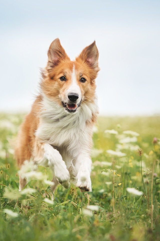 Обои цветы, трава, собака, бег, бордер-колли, flowers, grass, dog, running, the border collie разрешение 4246x2825 Загрузить