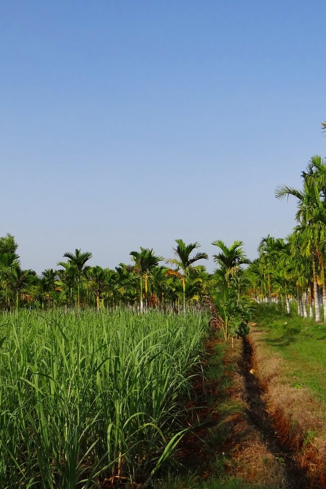 Обои трава, пальмы, плантации, урожай дорожка, grass, palm trees, plantation, vintage track разрешение 4719x3235 Загрузить