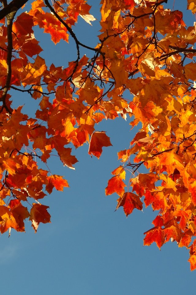 Обои небо, ветка, листья, осень, the sky, branch, leaves, autumn разрешение 5472x3648 Загрузить