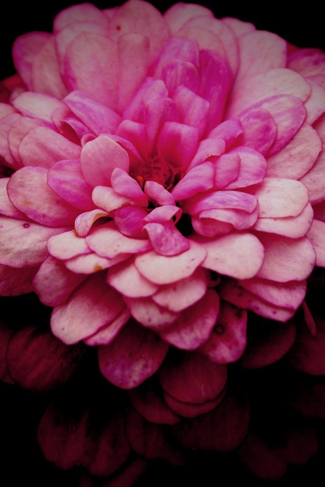 Обои макро, цветок, лепестки, розовый, хризантема, маргаритка, macro, flower, petals, pink, chrysanthemum, daisy разрешение 5472x3648 Загрузить