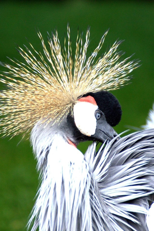 Обои птицы, птица, перья, журавль, венценосный журавль, birds, bird, feathers, crane, crowned crane разрешение 3465x2308 Загрузить