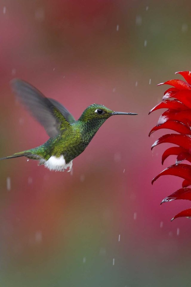 Обои природа, полет, цветок, птица, дождь, растение, колибри, nature, flight, flower, bird, rain, plant, hummingbird разрешение 2480x1651 Загрузить