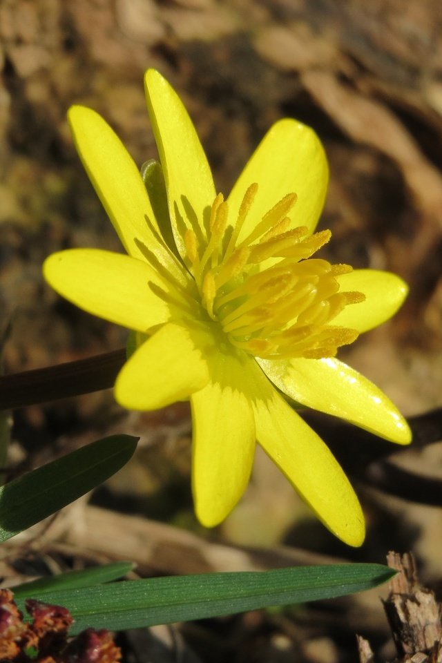 Обои желтый, цветок, лепестки, весна, лютик, ficaria verna, чистяк весенний, yellow, flower, petals, spring, buttercup, the chistyakov spring разрешение 3648x2736 Загрузить