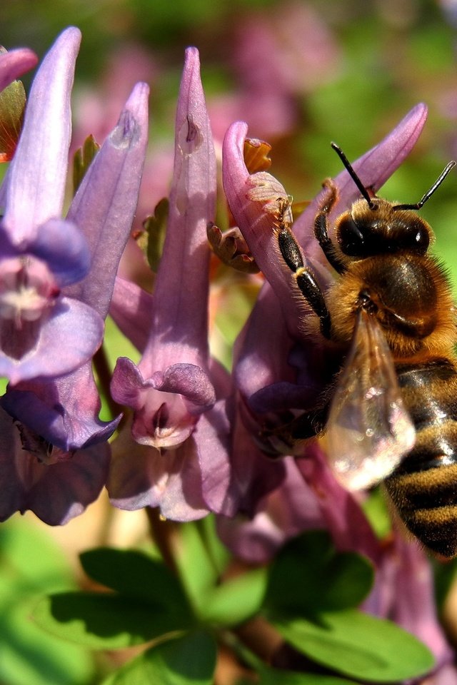 Обои природа, насекомое, цветок, растение, макросъемка, пчела, nature, insect, flower, plant, macro, bee разрешение 2581x1936 Загрузить