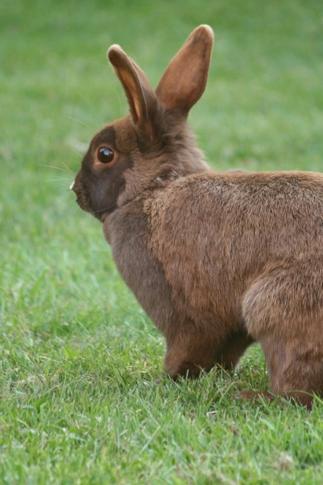 Обои трава, кролик, уши, заяц, grass, rabbit, ears, hare разрешение 2816x1880 Загрузить