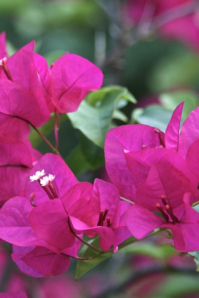 Обои цветы, листья, лепестки, бугенвиллия, flowers, leaves, petals, bougainvillea разрешение 3888x2592 Загрузить