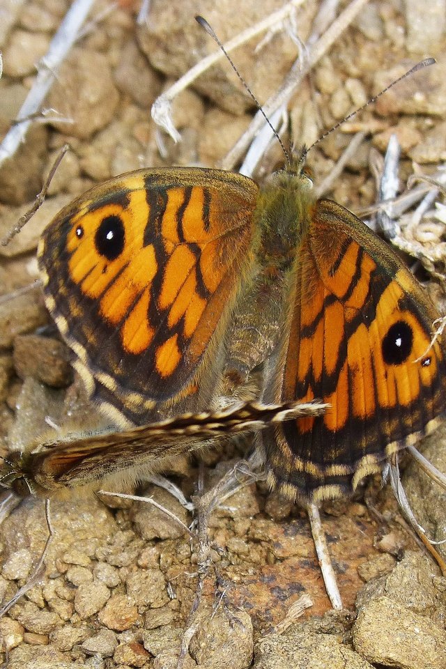 Обои крылья, насекомые, бабочки, wings, insects, butterfly разрешение 2954x2216 Загрузить