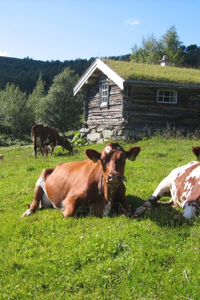 Обои трава, лето, домик, стадо, коровы, grass, summer, house, the herd, cows разрешение 2592x1944 Загрузить