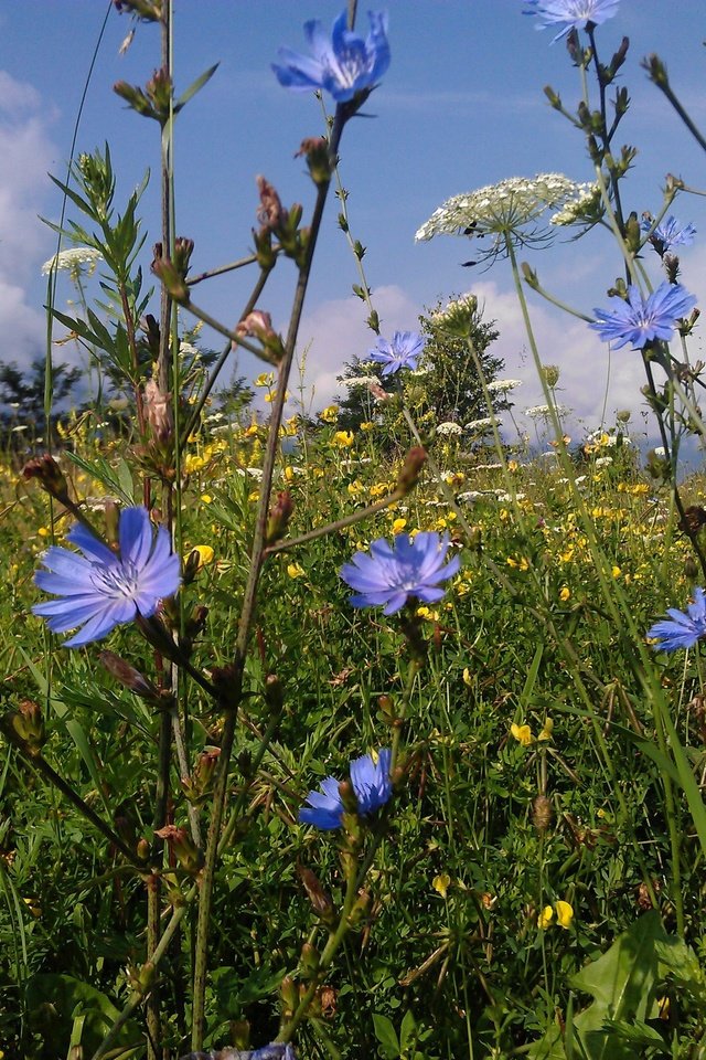 Обои цветы, трава, природа, лето, поляна, полевые цветы, цикорий, flowers, grass, nature, summer, glade, wildflowers, chicory разрешение 3264x2448 Загрузить