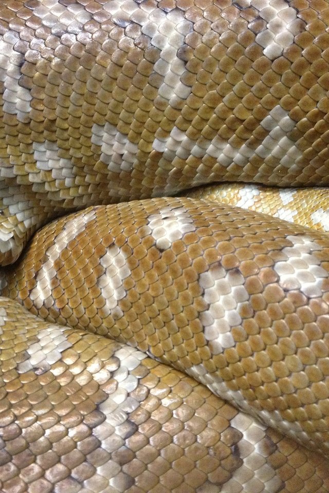 Обои змея, питон, рептилия, snake, python, reptile разрешение 3264x2448 Загрузить