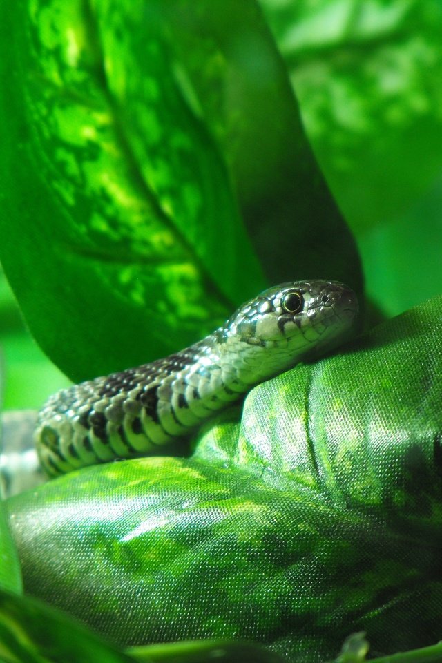 Обои природа, листья, животные, змея, рептилия, пресмыкающиеся, жало, nature, leaves, animals, snake, reptile, reptiles, sting разрешение 3648x2736 Загрузить