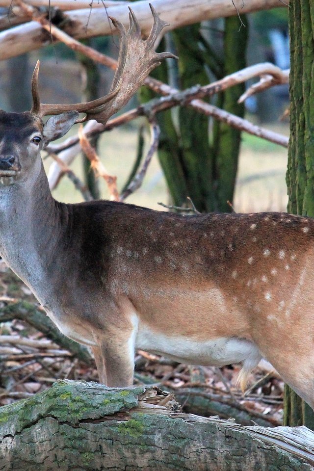 Обои природа, лес, олень, рога, косуля, пятнистый олень, nature, forest, deer, horns, roe разрешение 4272x2848 Загрузить