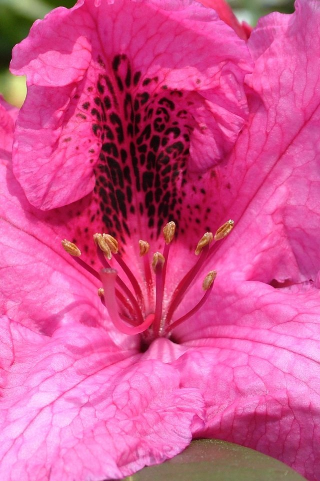 Обои цветение, цветок, весна, рододендрон, flowering, flower, spring, rhododendron разрешение 2848x2136 Загрузить