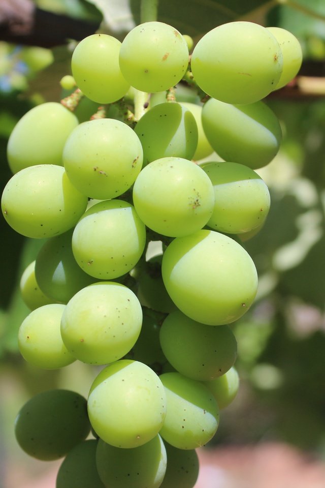 Обои зелёный, виноград, фрукты, размытость, растение, лоза, кустарник, green, grapes, fruit, blur, plant, vine, shrub разрешение 5184x3456 Загрузить