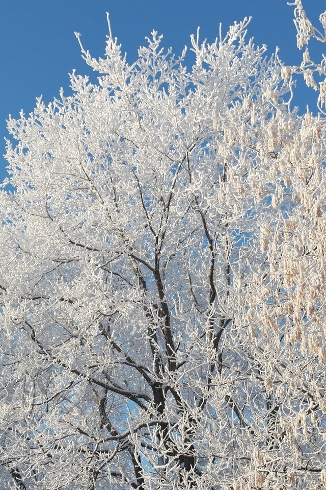 Обои небо, снег, природа, дерево, зима, ветки, мороз, иней, the sky, snow, nature, tree, winter, branches, frost разрешение 5472x3080 Загрузить