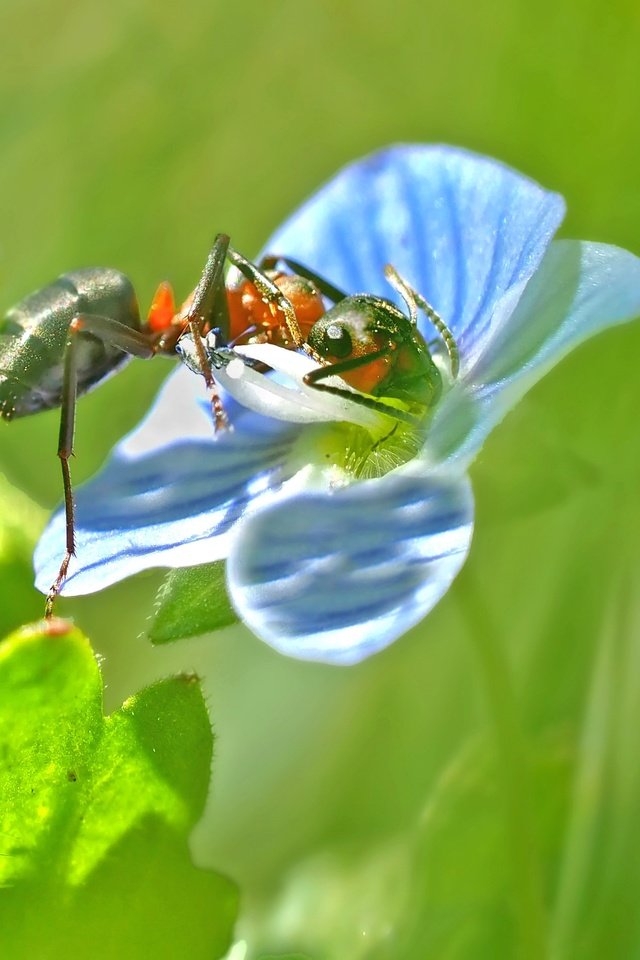 Обои природа, насекомое, цветок, размытость, муравей, растение, крупным планом, nature, insect, flower, blur, ant, plant, closeup разрешение 3146x1988 Загрузить