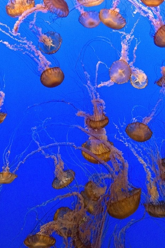 Обои море, медузы, подводный мир, sea, jellyfish, underwater world разрешение 1920x1280 Загрузить