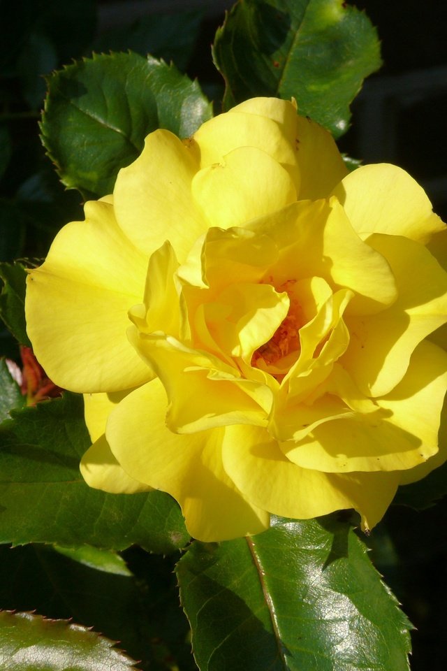 Обои желтый, листья, цветок, роза, лепестки, черный фон, yellow, leaves, flower, rose, petals, black background разрешение 3648x2736 Загрузить