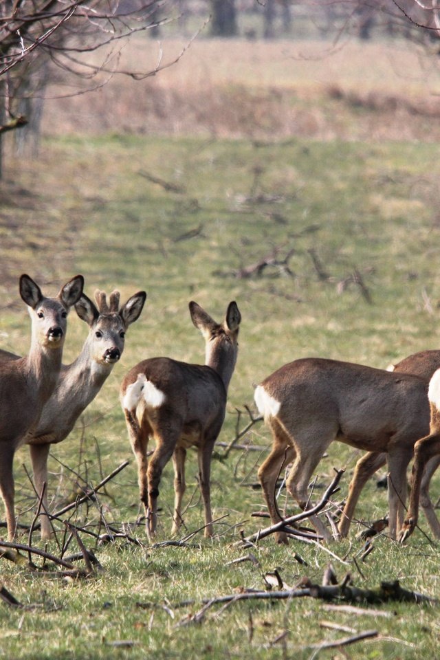 Обои природа, весна, олени, косуля, косули, nature, spring, deer, roe разрешение 5184x3456 Загрузить