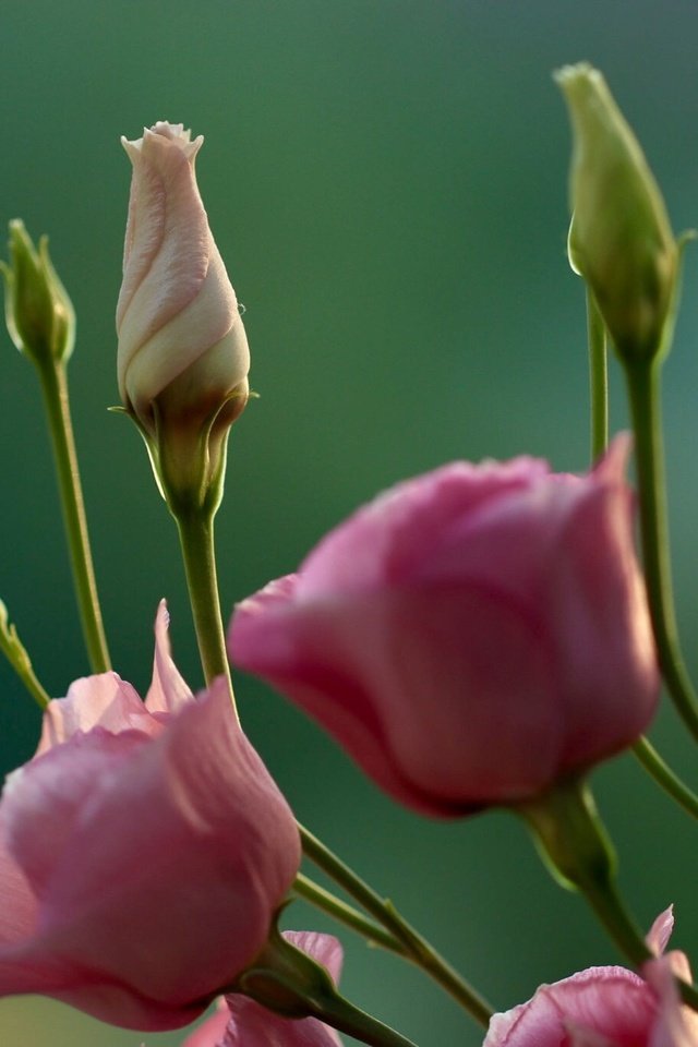 Обои цветы, бутоны, макро, фон, стебли, эустома, flowers, buds, macro, background, stems, eustoma разрешение 2048x1365 Загрузить