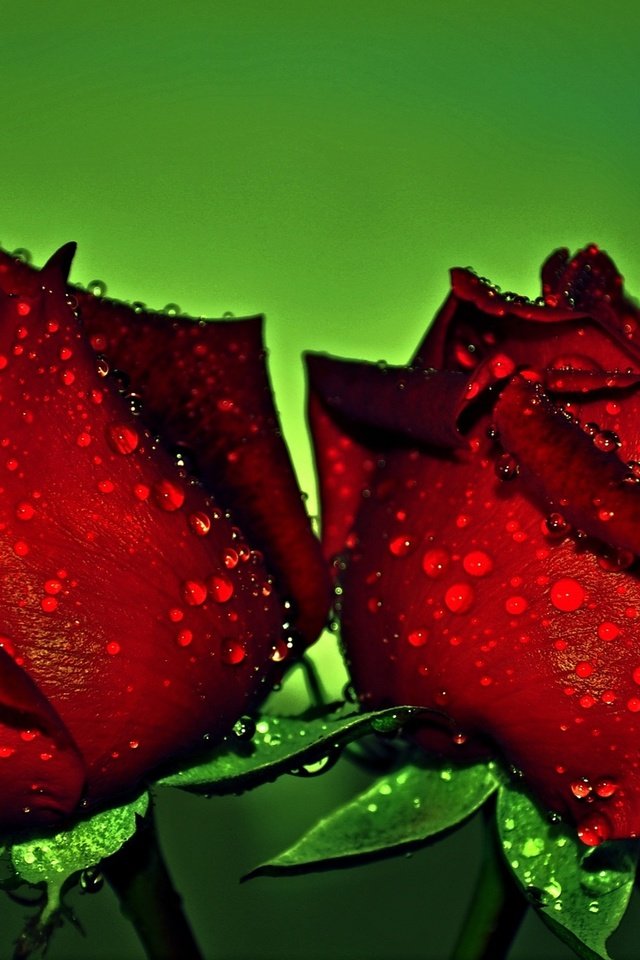 Обои цветы, бутоны, макро, фон, капли, розы, красные, розы красные, flowers, buds, macro, background, drops, roses, red, roses are red разрешение 2048x1278 Загрузить