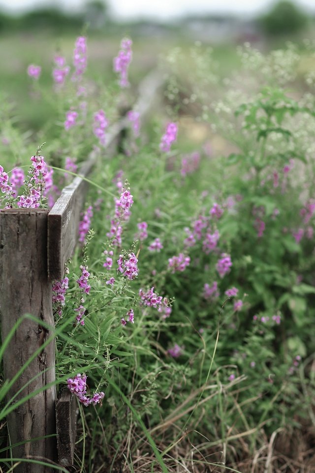 Обои цветы, лето, забор, полевые цветы, jane ha, flowers, summer, the fence, wildflowers разрешение 2835x1890 Загрузить