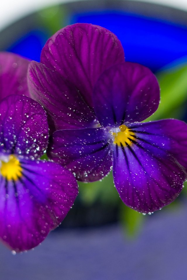 Обои цветы, макро, капли, лепестки, анютины глазки, flowers, macro, drops, petals, pansy разрешение 3809x2558 Загрузить