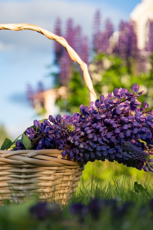 Обои цветы, трава, лаванда, корзина, сиреневые, flowers, grass, lavender, basket, lilac разрешение 5472x3648 Загрузить