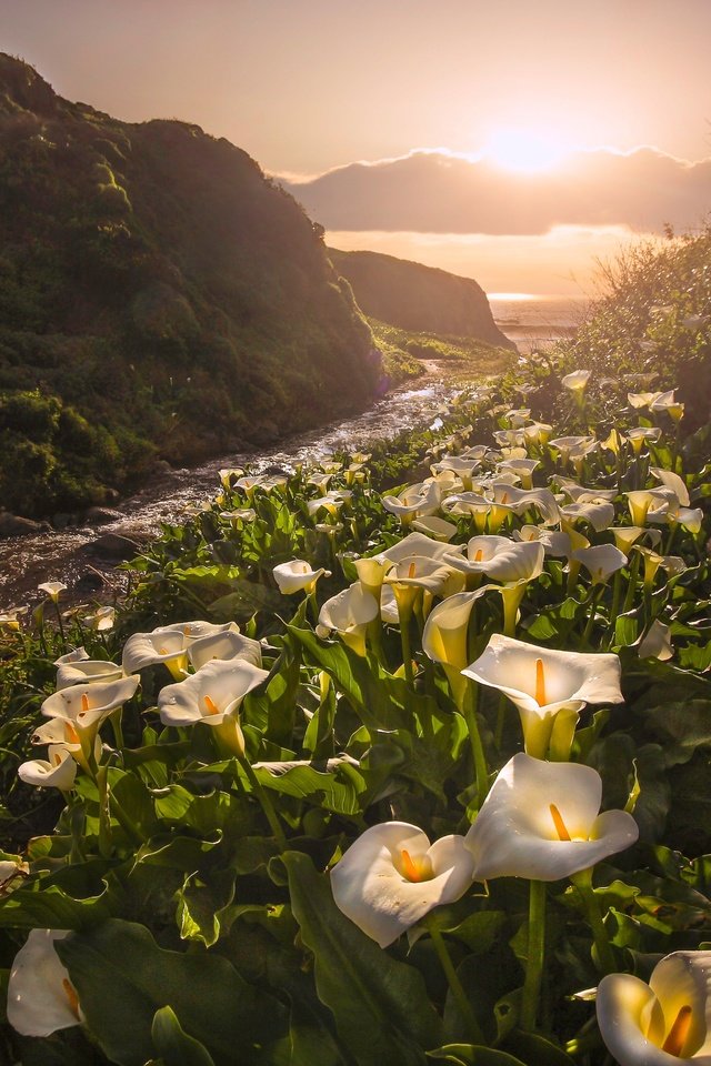 Цветы каллы в калифорнийской долине Calla Lily Valley