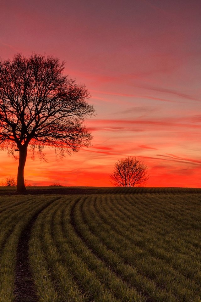 Обои дерево, закат, пейзаж, поле, зарево, tree, sunset, landscape, field, glow разрешение 2048x1304 Загрузить