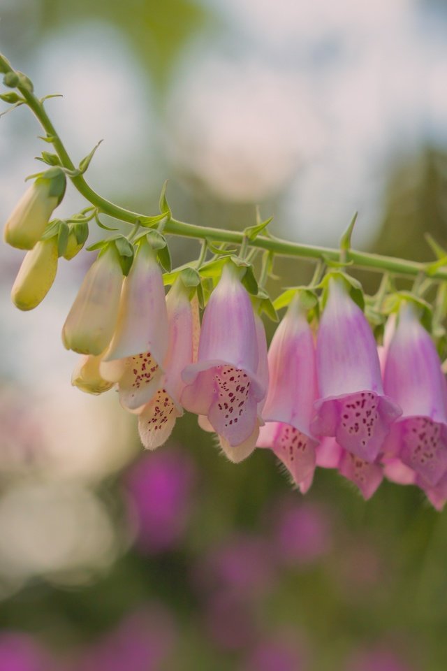 Обои цветы, макро, боке, дигиталис, наперстянка, paula w, flowers, macro, bokeh, digitalis разрешение 2400x1606 Загрузить