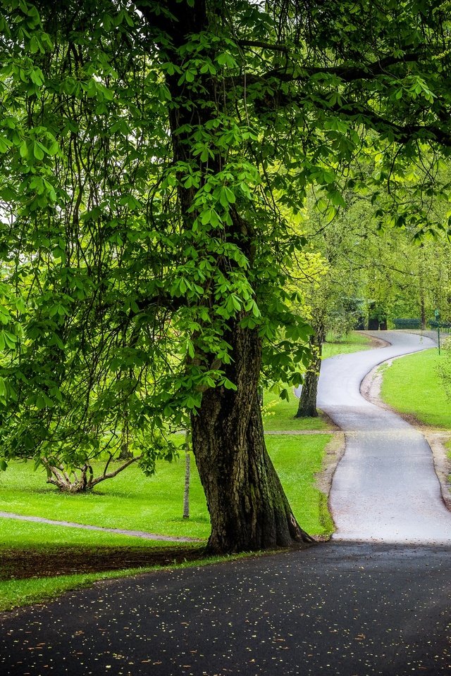 Обои дорога, деревья, зелень, парк, каштаны, road, trees, greens, park, chestnuts разрешение 2048x1365 Загрузить