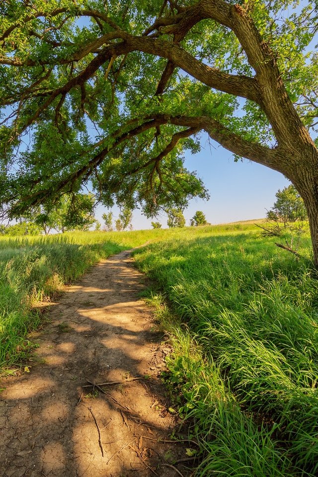 Обои дорога, трава, дерево, лето, тропинка, road, grass, tree, summer, path разрешение 2048x1365 Загрузить