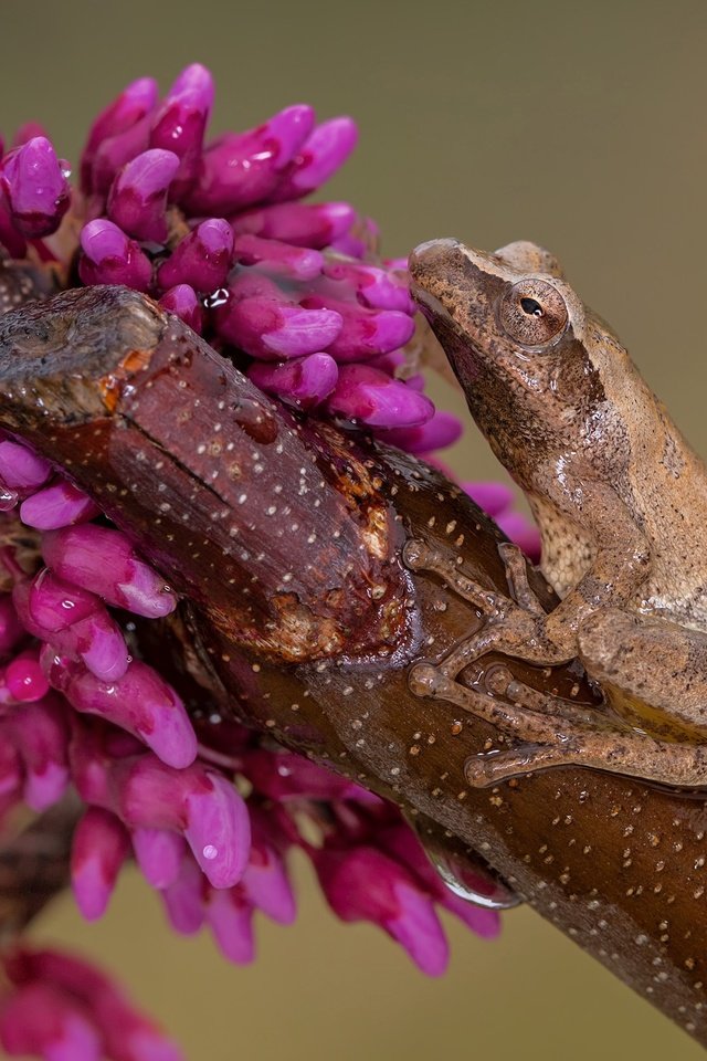 Обои глаза, лягушка, цветы, ветка, природа, бутоны, макро, фон, капли, eyes, frog, flowers, branch, nature, buds, macro, background, drops разрешение 4699x2643 Загрузить