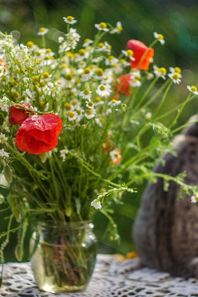 Обои цветы, кот, кошка, стол, маки, ромашки, букет, flowers, cat, table, maki, chamomile, bouquet разрешение 1920x1271 Загрузить