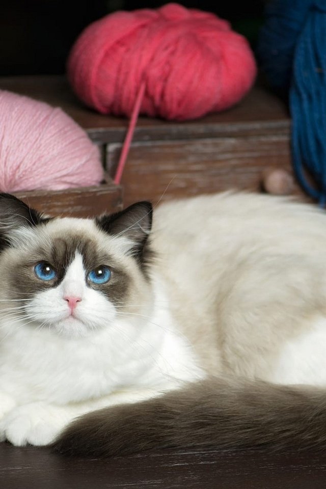 Обои кот, пряжа, кошка, рэгдолл, взгляд, лежит, голубые глаза, клубки, нитки, ящик, комод, chest, cat, yarn, ragdoll, look, lies, blue eyes, balls, thread, box разрешение 2048x1152 Загрузить