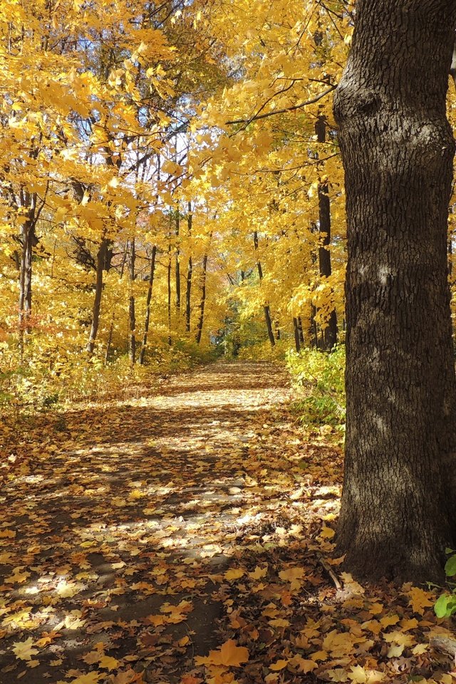 Обои деревья, природа, листья, пейзаж, осень, тропинка, trees, nature, leaves, landscape, autumn, path разрешение 4608x3456 Загрузить