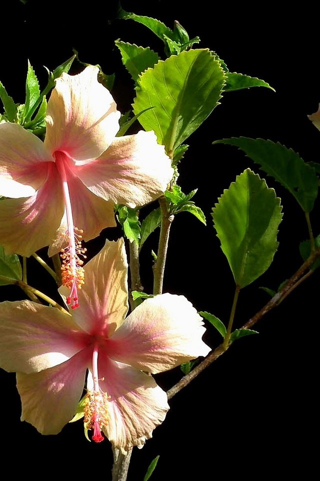 Обои цветы, листья, макро, фон, лепестки, черный фон, гибискус, flowers, leaves, macro, background, petals, black background, hibiscus разрешение 2048x1222 Загрузить