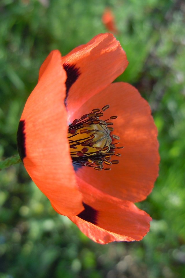 Обои макро, цветок, лепестки, красный, размытость, мак, стебель, macro, flower, petals, red, blur, mac, stem разрешение 4320x3240 Загрузить