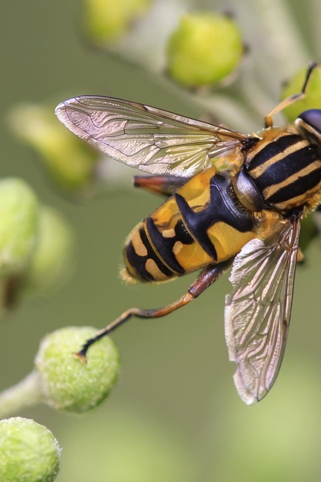 Обои макро, насекомые, растение, муха, журчалка, macro, insects, plant, fly, gorzalka разрешение 3543x2362 Загрузить