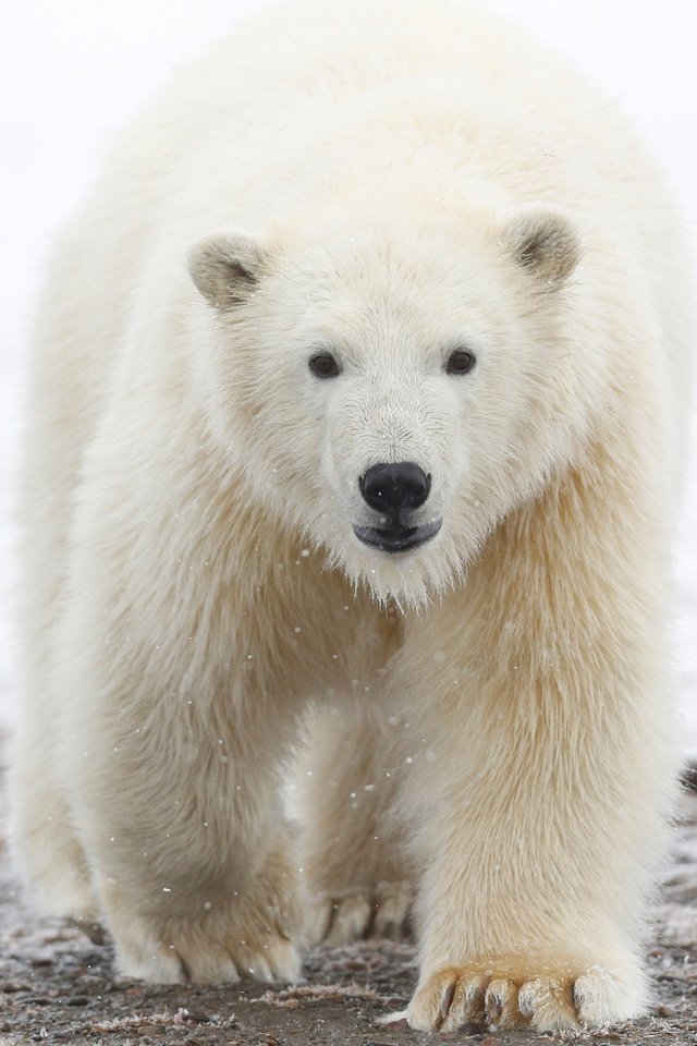 Обои морда, белый медведь, арктика, снег, природа, зима, лапы, полярный медведь, взгляд, медведь, face, arctic, snow, nature, winter, paws, polar bear, look, bear разрешение 3000x1688 Загрузить
