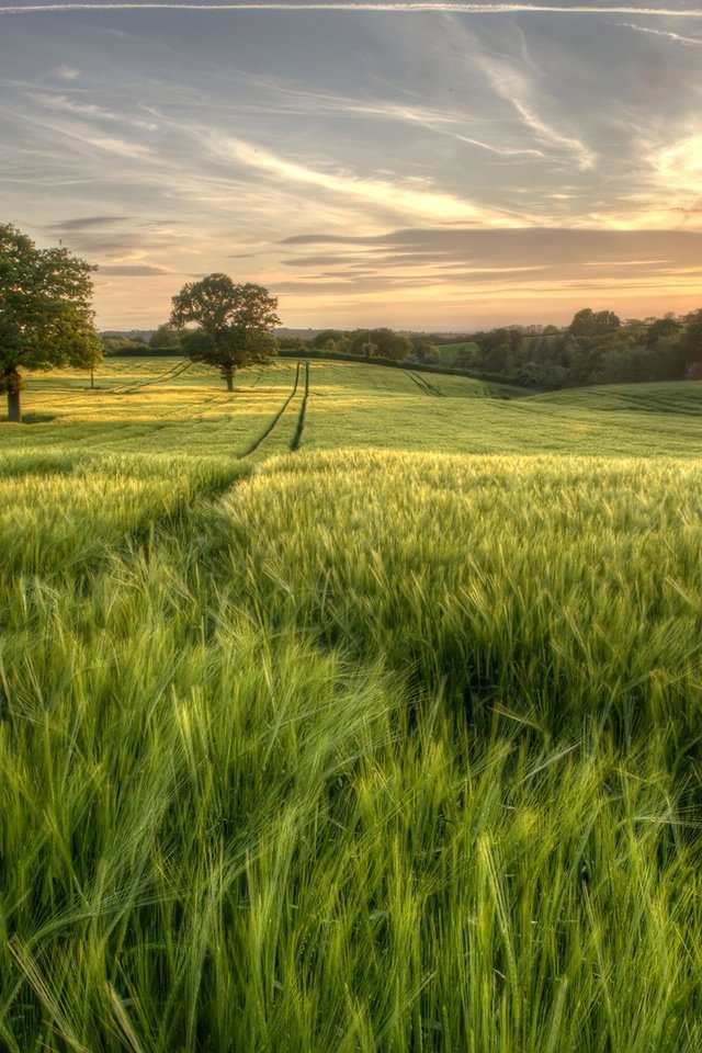 Обои небо, трава, деревья, солнце, зелень, лес, поле, лето, the sky, grass, trees, the sun, greens, forest, field, summer разрешение 2048x1363 Загрузить