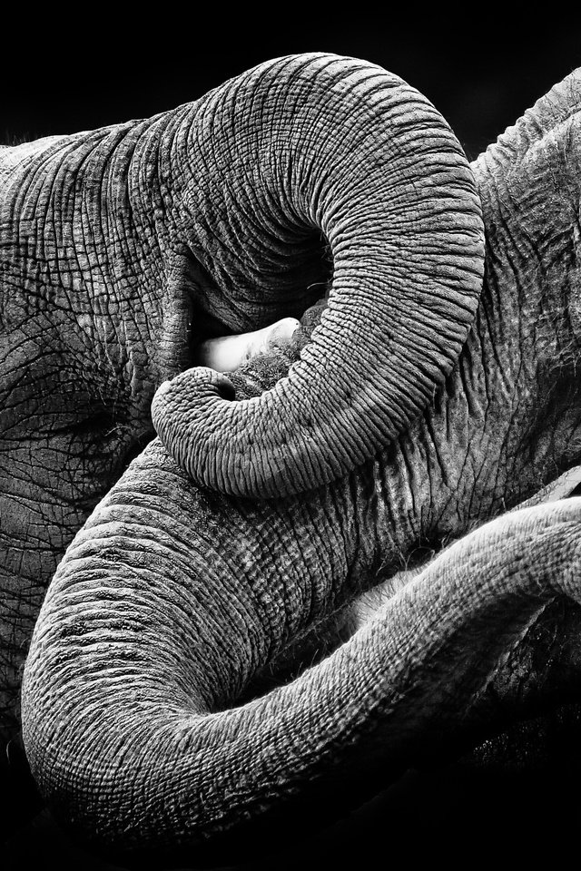 Обои природа, фон, чёрно-белое, слоны, nature, background, black and white, elephants разрешение 2048x1416 Загрузить