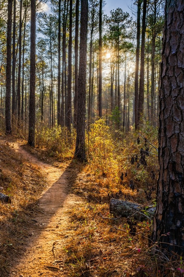 Обои деревья, природа, лес, лето, тропинка, trees, nature, forest, summer, path разрешение 2048x1366 Загрузить