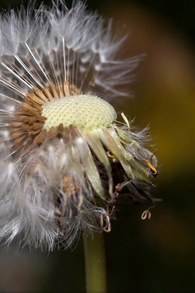 Обои природа, макро, цветок, одуванчик, пушинки, былинки, nature, macro, flower, dandelion, fuzzes, blade разрешение 1972x1142 Загрузить